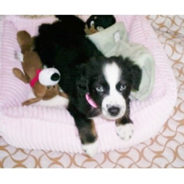 Blissed-out Australian Shepherds