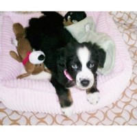 Blissed-out Australian Shepherds Australian Shepherd Dog breeder