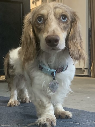 Sunrise Dachshunds of Jacksonville