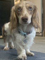 Sunrise Dachshunds of Jacksonville