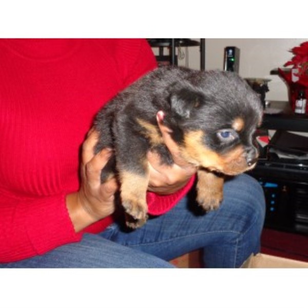 Rottweiler Breeder 22569