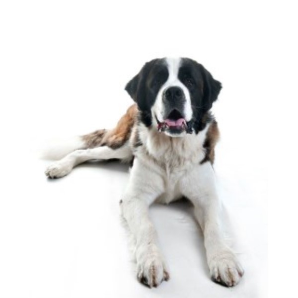 Saint Bernard Rescue Dogs Canada Saint Bernard Rescue Dogs Canada