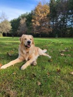 Laura Willarson - Golden Retriever Stud