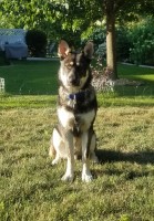 Andrew - German Shepherd Dog Stud