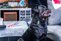 Ira-   Von Kaesar - Rottweiler Stud