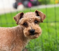 Chris - Miniature Schnauzer Stud
