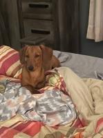 Kellie - Dachshund Stud