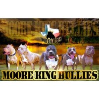 Moore King Bullies American Pit Bull Terrier breeder