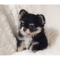 Victory Acres Chihuahuas Chihuahua breeder