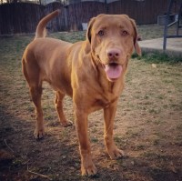 Jill Perez - Labrador Retriever Stud