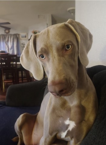 Weimaraner Stud 30792