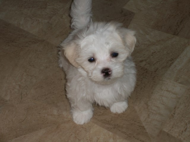 Bonnie's Maltese