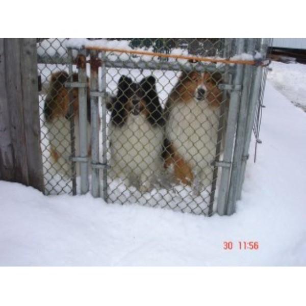 Jopavist Shetland Sheepdogs