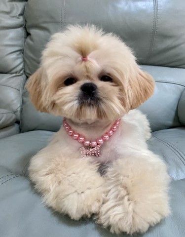 Fancy Garden Shih Tzu