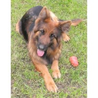 Miles Helmuth German shepherd German Shepherd Dog breeder