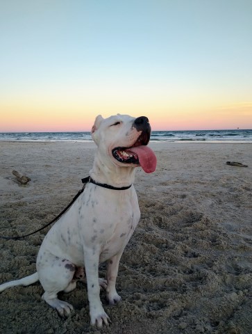 Dogo Argentino Stud 27628