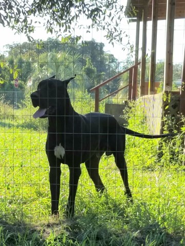 Great Dane Stud 26981