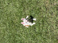 Christin - Boston Terrier Stud