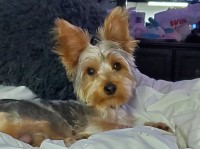Gio - Yorkshire Terrier Stud