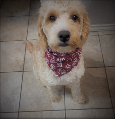 Goldendoodle Stud 29775