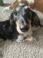 Scarlet Urbina - Dachshund Stud