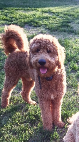 Goldendoodle Stud 25626