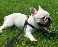 Stud Services - French Bulldog Stud