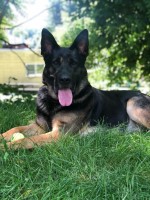 Jessica - German Shepherd Dog Stud