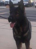 Rhonda - German Shepherd Dog Stud