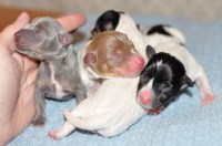 Ramirez Ratz Rat Terrier breeder