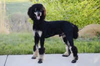 Jessica - Poodle Standard Stud