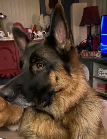 Hobbies breeder GSD and Newfoundland’s