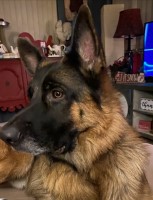 Hobbies breeder GSD and Newfoundland’s