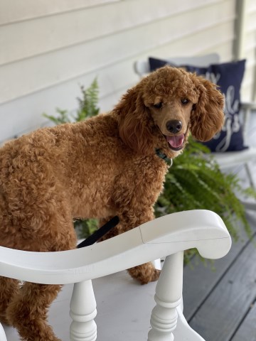 Wolfe Island Poodles