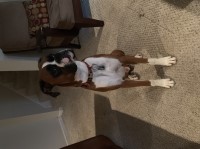 Jared Puryear - Boxer Stud