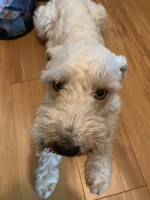 Carol Schexnayder - Miniature Schnauzer Stud