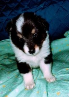 Lazy j shelties Shetland Sheepdog breeder