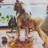 Emily Gill - American Pit Bull Terrier Stud