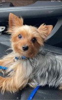 Tamra L Elliott - Yorkshire Terrier Stud