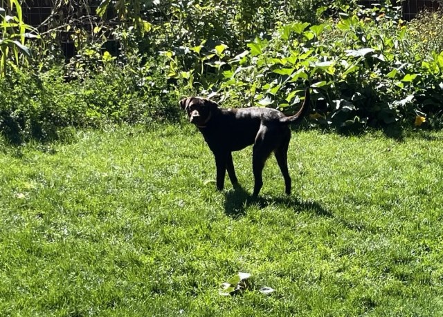 Labrador Retriever Stud 31862