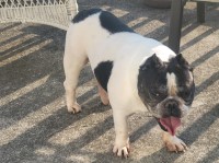 Staffordshire Bull Terrier thumbnail