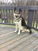 Lindsay - Siberian Husky Stud