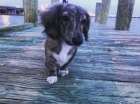 Danielle - Dachshund Stud