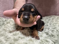Doberman Pinscher thumbnail