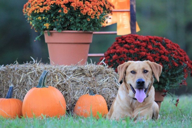 west wind retrievers & training LLC