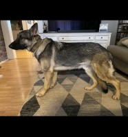 Brooklynn - German Shepherd Dog Stud