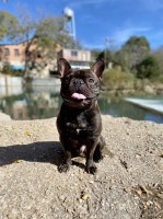 Michael Shea - French Bulldog Stud