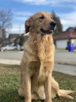 Amanda - Golden Retriever Stud