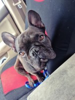 Nicole - French Bulldog Stud
