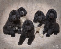 Rockmere Newfoundlands Newfoundland Dog breeder